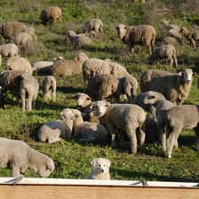 A flock of sheep in a pasture
