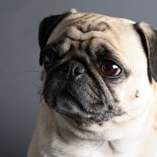 Pugs with their characteristic short, flat muzzles.