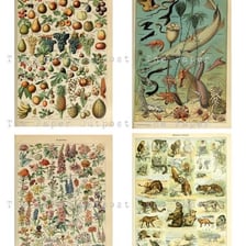 An educational illustration showing plants and animals together