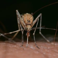 A mosquito resting on human skin