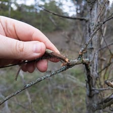 A person breaking a small branch off a larger twig