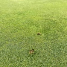 A piece of turf removed from a golf fairway