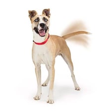 A happy dog with its tail visibly wagging