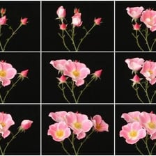 A flower shown opening into full bloom