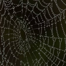 A spider web stretched between plants and covered with dew