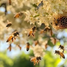 A honeybee collecting nectar from a flower