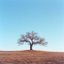 A single isolated tree standing alone in an open landscape.