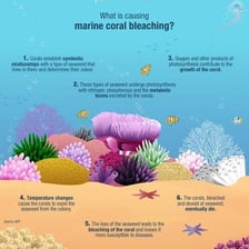 A coral reef ecosystem with fish and colorful coral underwater.