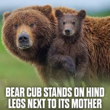 A young bear cub beside an adult bear.