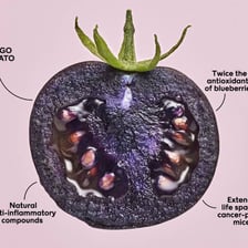 A crop plant shown in an educational illustration about genetic modification