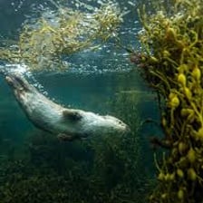 A sea otter swimming among kelp in the ocean.