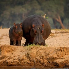 A hippopotamus partially submerged in an African river