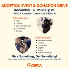 Dogs and cats at an animal adoption center.