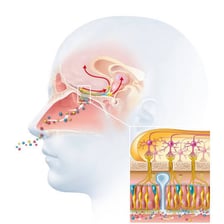 An educational illustration of a nose detecting an odor.