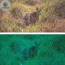 A tiger blending into green forest vegetation.
