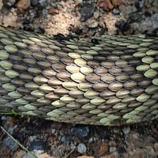 Close-up views of the scaled skin of a snake and a fish