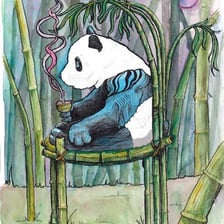 A giant panda sitting among bamboo stalks