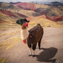 A llama standing in a mountainous Andean landscape.