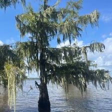 Long strands of Spanish moss hanging from the branches of bald cypress trees.
