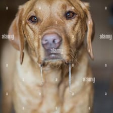 A dog with a visible strand of saliva hanging from its mouth