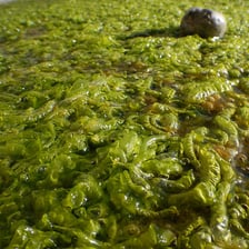 Green algae growing underwater