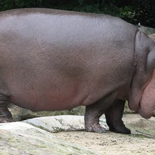 A hippopotamus partially submerged in water