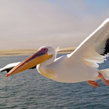 A pelican bird with its large bill and throat pouch