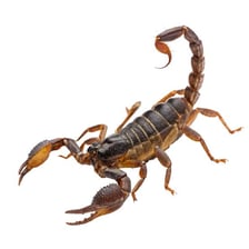 A scorpion shown in close-up with its tail raised.