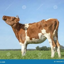 A cow standing in a pasture