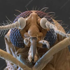 A close-up image of a tiny biting midge