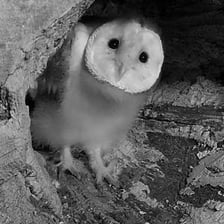 A young owl perched in a nest inside a barn