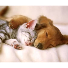 Cat and dog pictured together