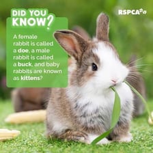 A female rabbit sitting in grass