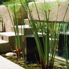 Papyrus plants growing beside the Nile River