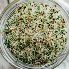Fresh green alfalfa sprouts in a bowl