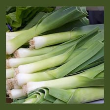 Several fresh leeks showing their long white and green stalks