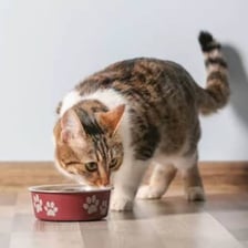 A cat eating from a bowl of Friskies cat food.