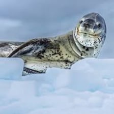 Seals resting on Arctic sea ice.