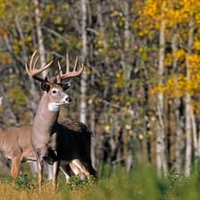A female doe and a male buck standing together in a natural setting.