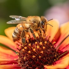 A pollinating insect feeding on sugary nectar inside a flower