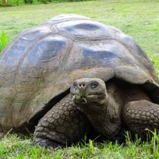 A tortoise illustrating the species' long lifespan