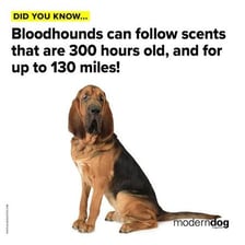A bloodhound using its nose to follow a scent