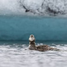 A common eider duck floating on water