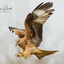 A kite bird showing its sharp talons