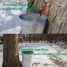 A bucket collecting sap from a tapped maple tree.