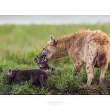 A spotted hyena cub standing on the African savanna.