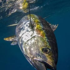 A yellowfin tuna with bright yellow finlets