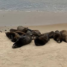 A group of seals gathered together on a beach.