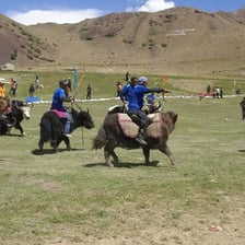 Players riding yaks during a polo-style match in Pakistan.