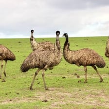 An emu standing in an Australian eucalyptus woodland